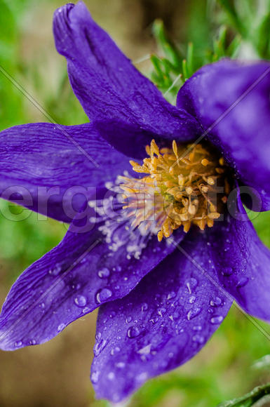 Фиолетовый бутон в каплях росы 