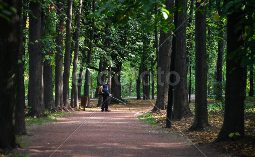 Работа в лесу