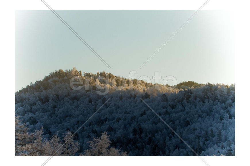 "Бйкальские леса"