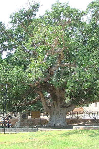 Старое дерево, Кипр