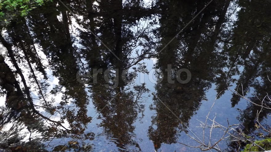 Лесная речка