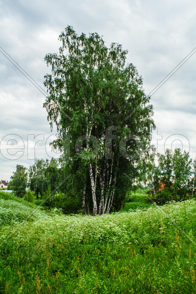 Березка и трава