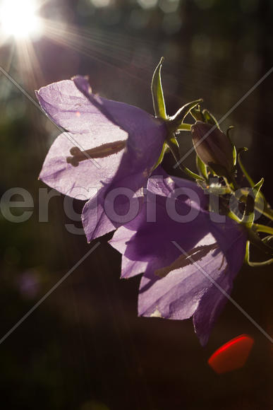 Лесной колокольчик