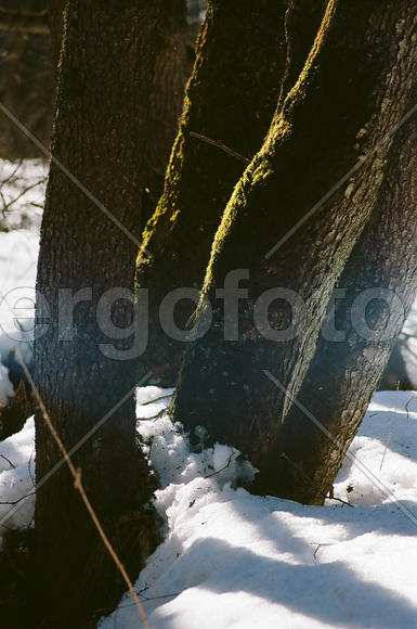 Солнечный свет на мхе