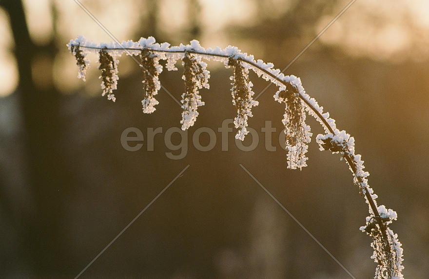 Веточка в снегу