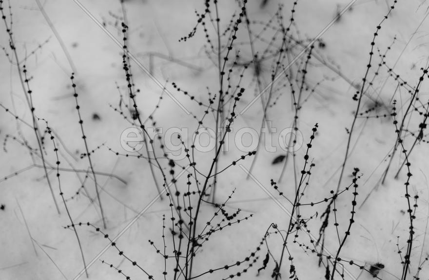 Жители снега