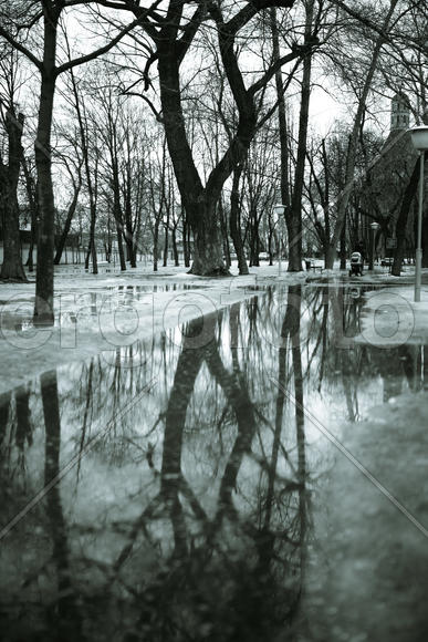 Дерево в парке