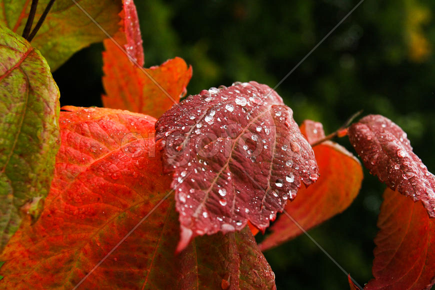 Дикий виноград осенью