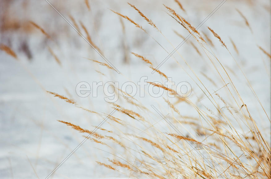 Былинки на поле