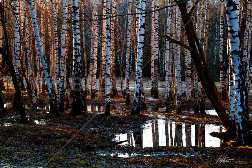 Березовая роща весной
