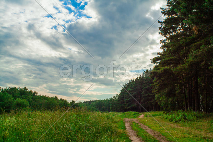 Лесной пейзаж. Домодедово