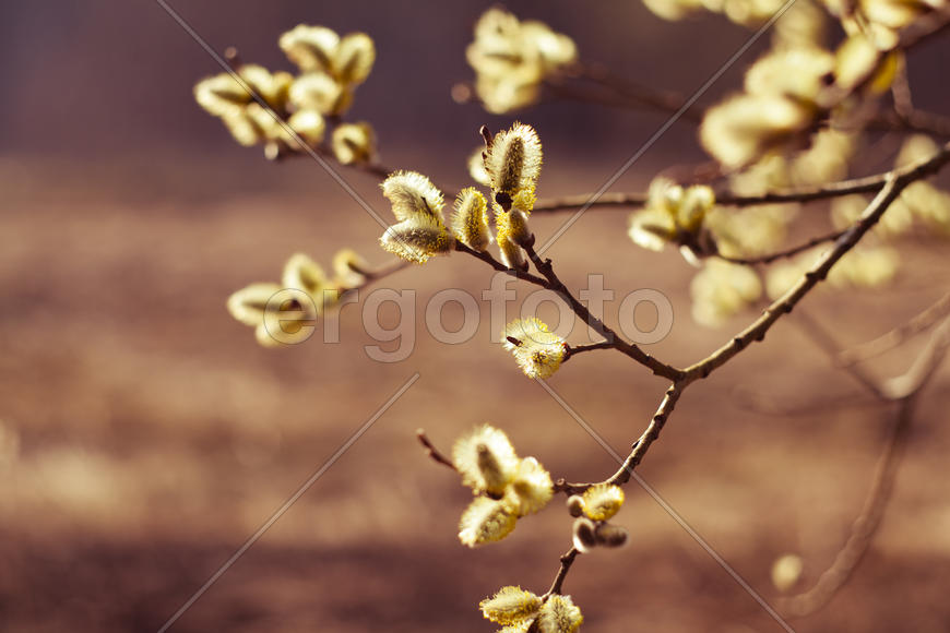 Детское солнышко