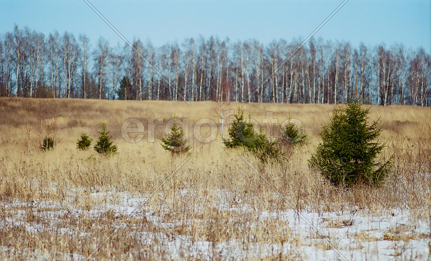 Молодые ёлочки