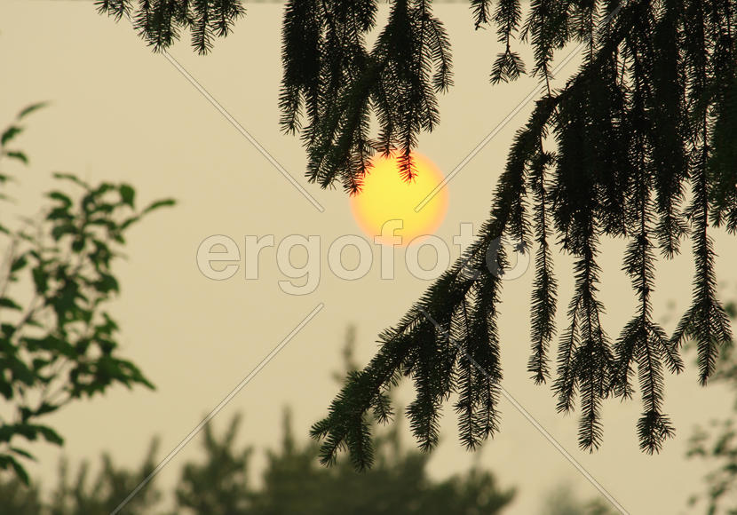 Новый год начинается летом