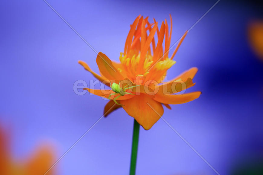 Желтый паук