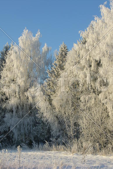 Зима, солнечный день, снег, иней