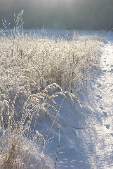Зима, солнечный день, снег, иней