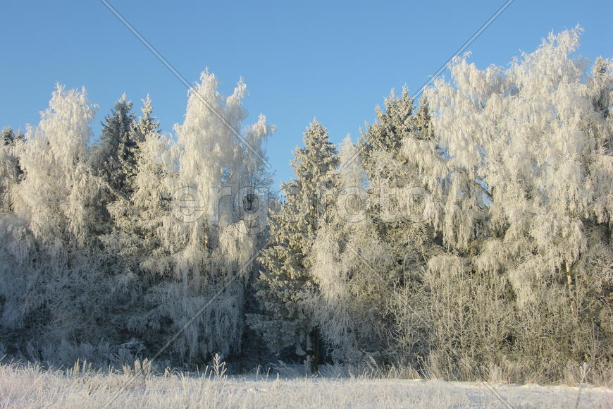 Зима, солнечный день, снег, иней