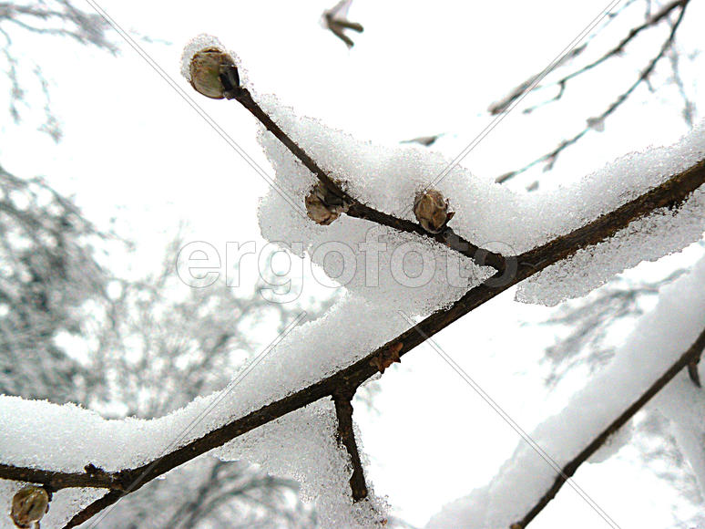 ветка в снегу