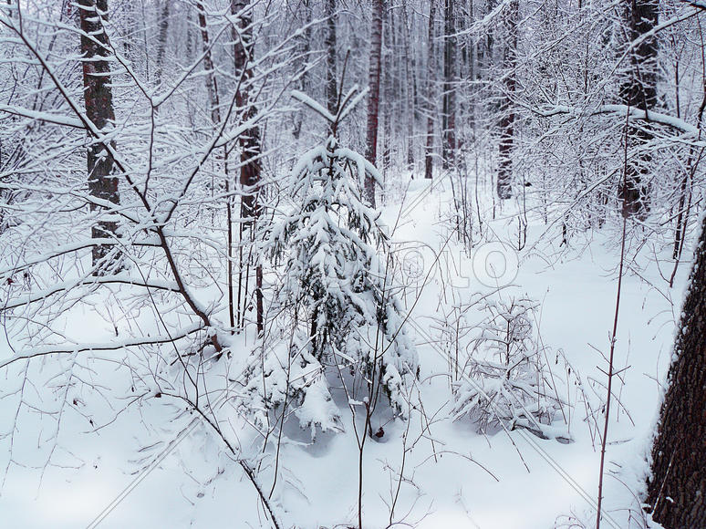 в лесу родилась елочка