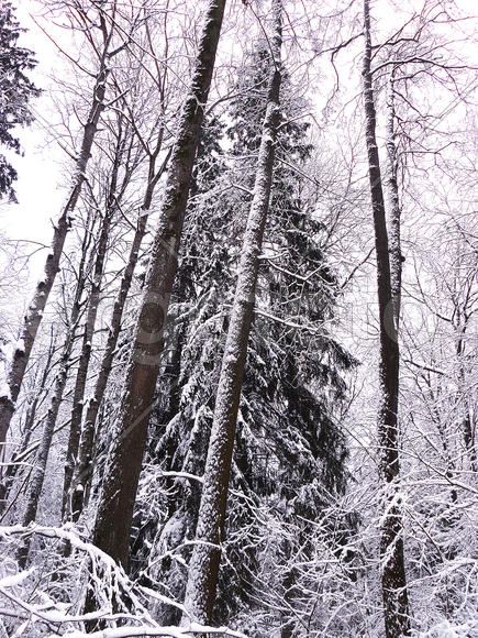 в лесу она росла