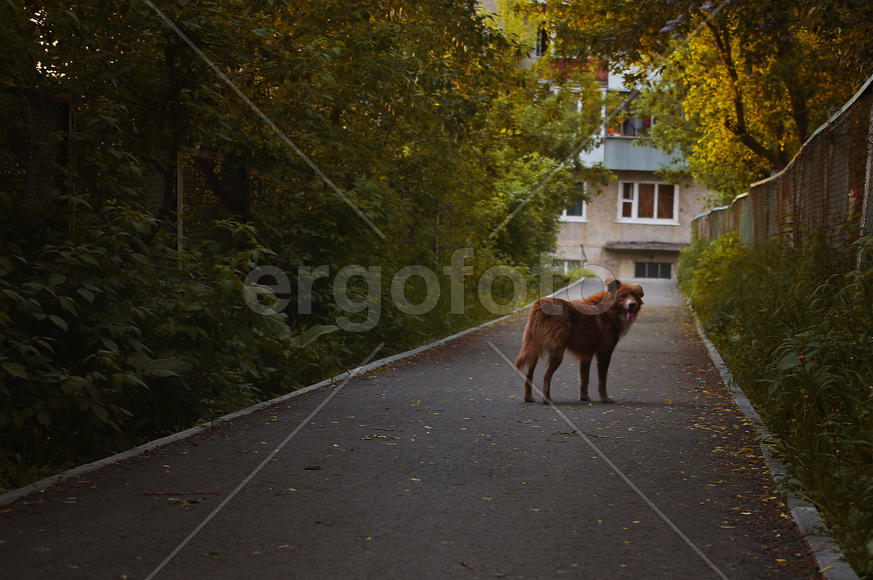 Зовет за собой
