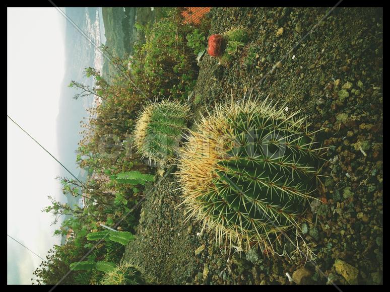 Кактусы-шары