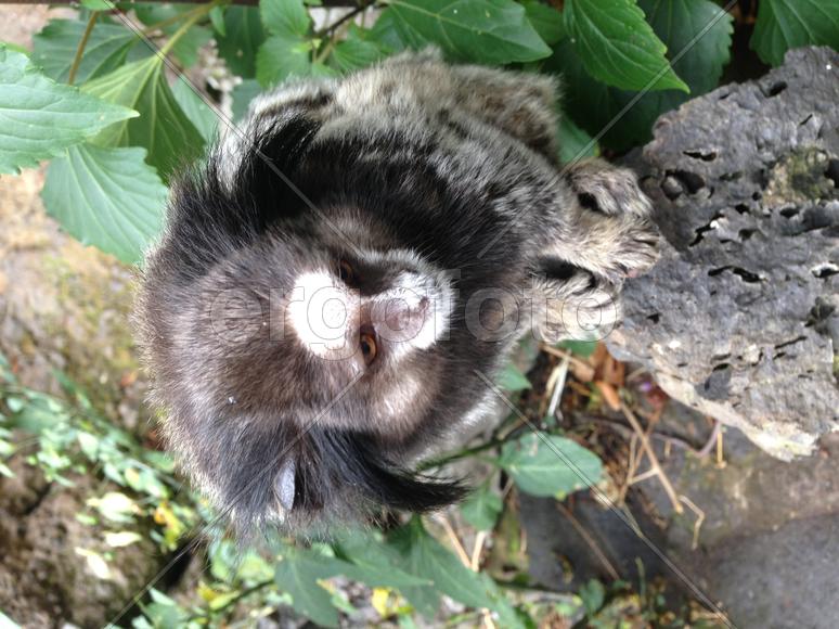 Маленький зверек