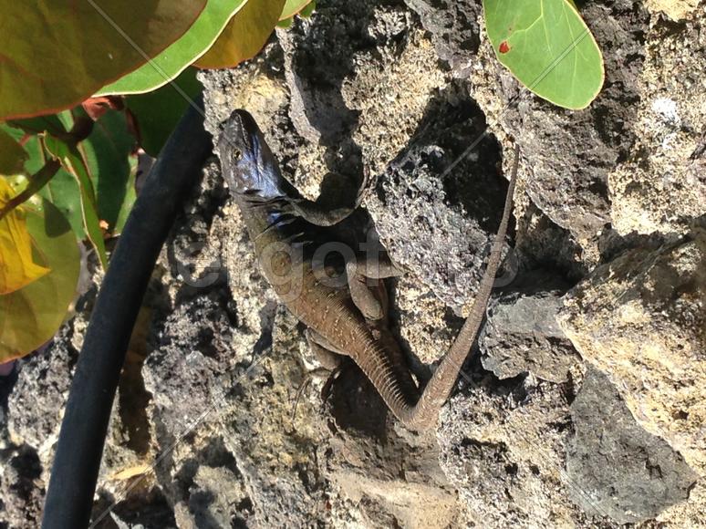 Саламандра греется на солнышке 