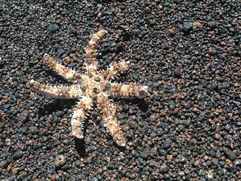 Неприкаянная на берегу