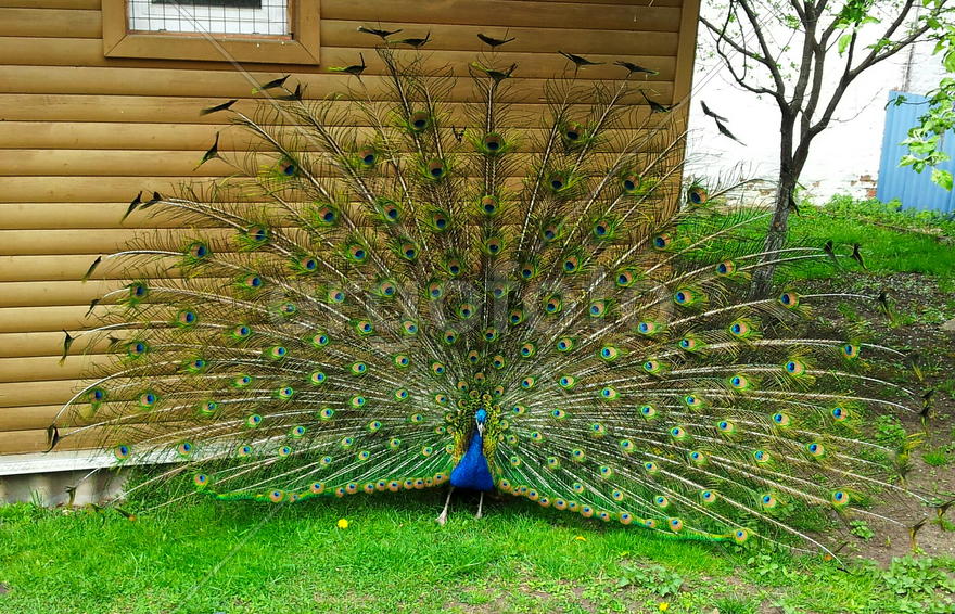 Монастырский  павлин в Дмитрове