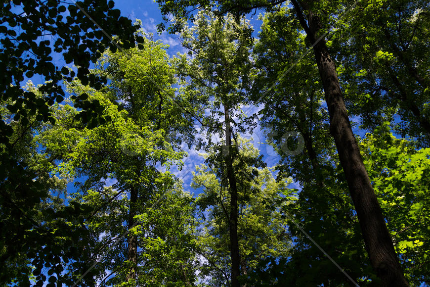 кроны деревьев на фоне неба