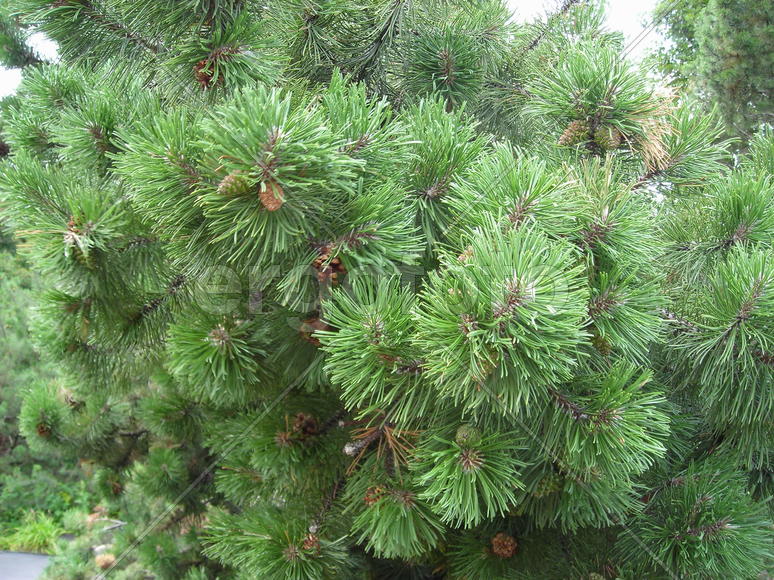 Кедр  с маленькими шишками