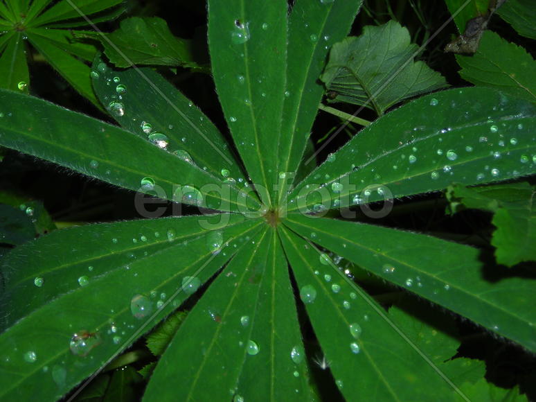 капли на листьях