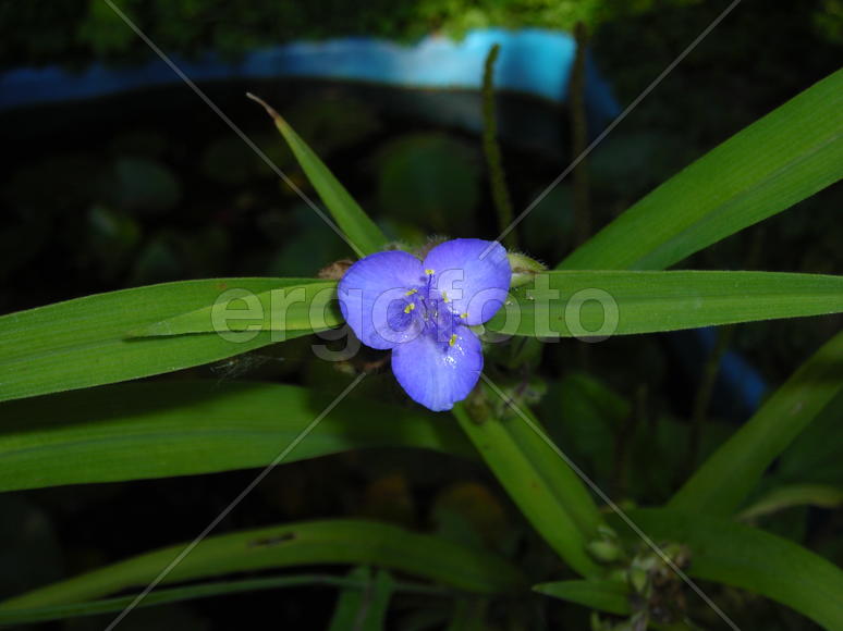 весенние цветы