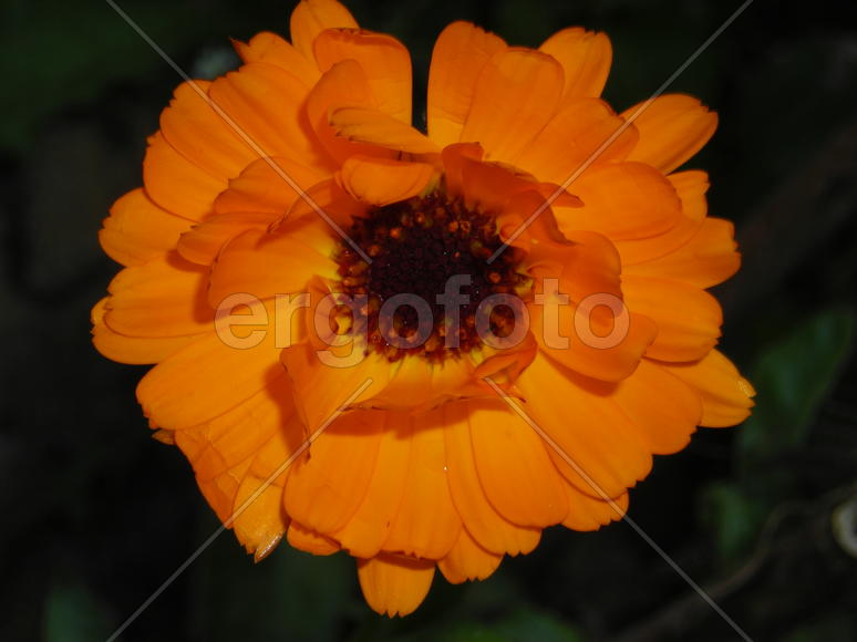 рыжий цветок