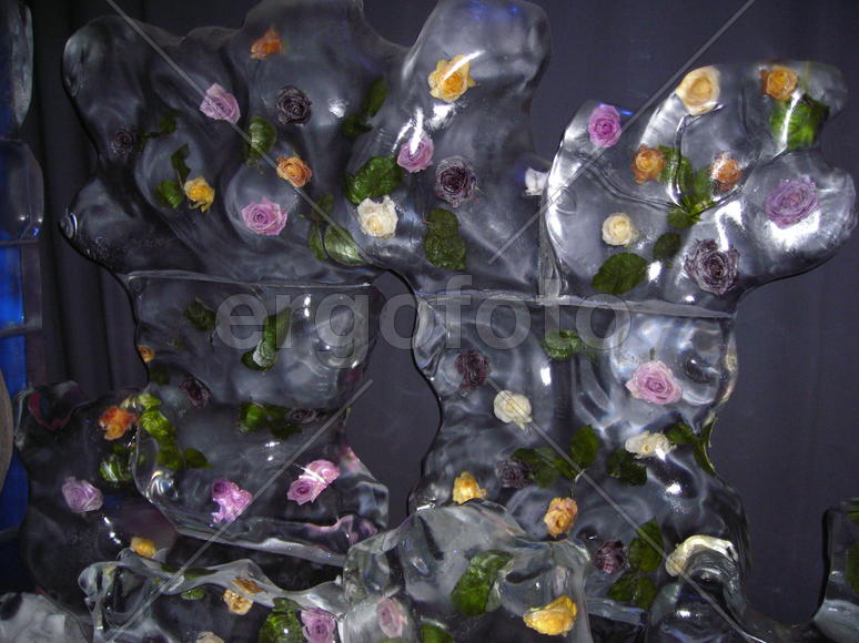 розы во льду