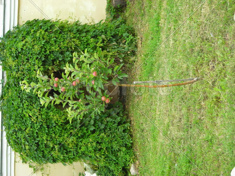 Небольшое дерево