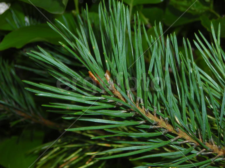 еловая ветка