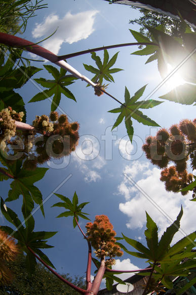 взгляд на солнце