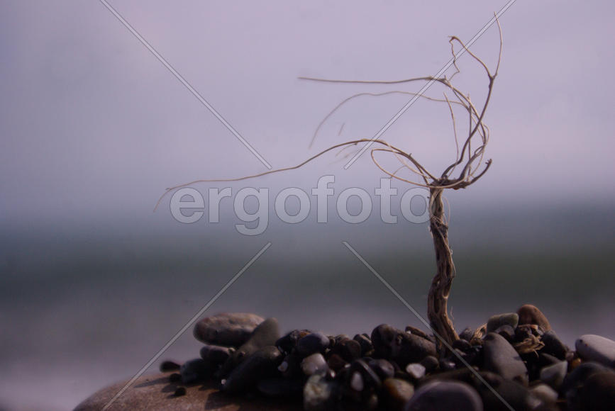 Одинокое дерево