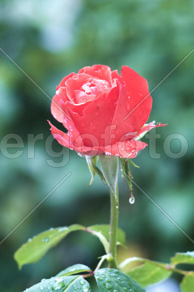 Красная роза под дождем