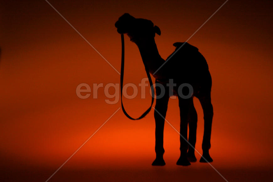 Верблюд в пустыне