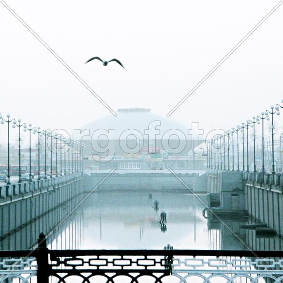 Чайка над городом