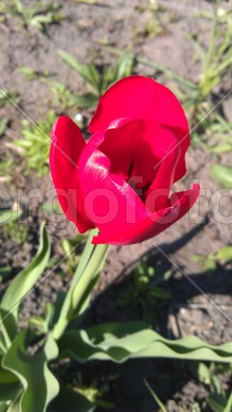Красный тюльпан