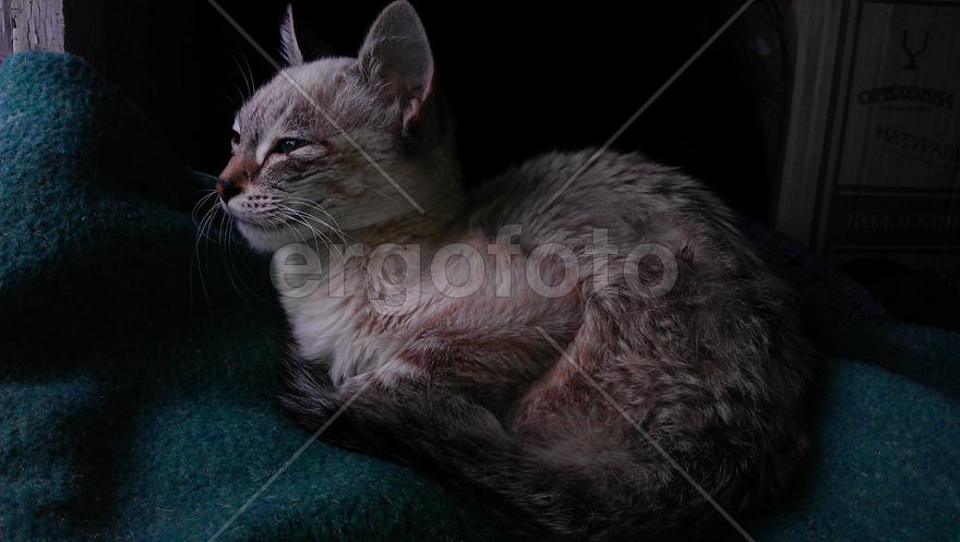 Кот на одеяле