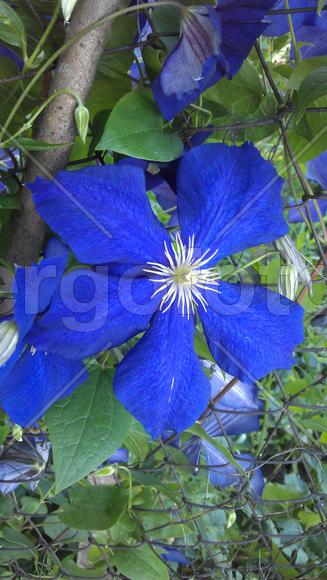 Синие цветы