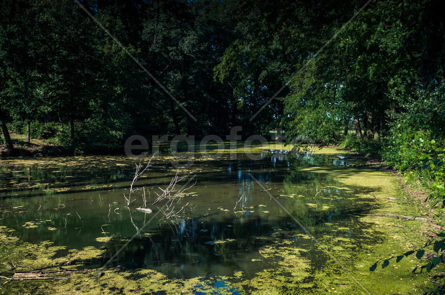 Заводь в лесу