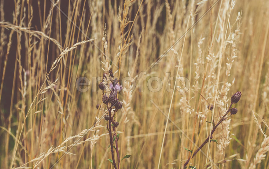 Мелкая живность