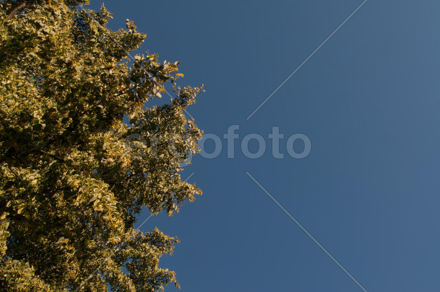 Дерево в небе